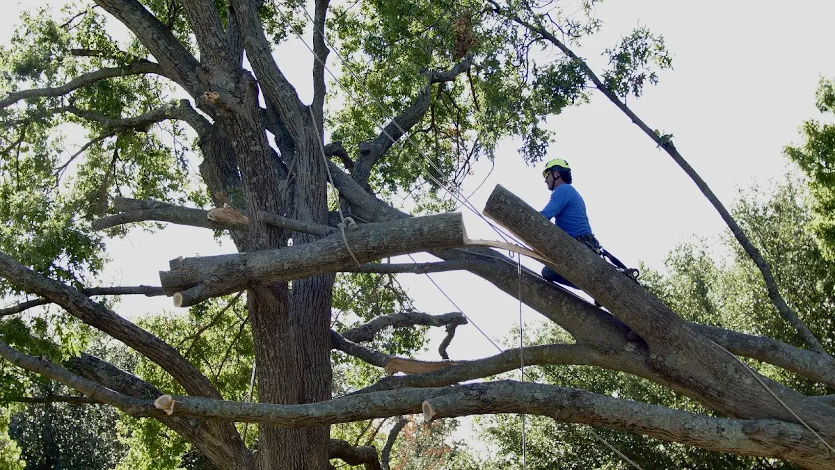 Professional Hazardous Tree Removal performed by certified arborists in Houghton