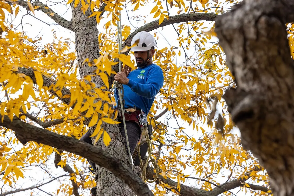 Skilled Tree Pruning crew working in Houghton